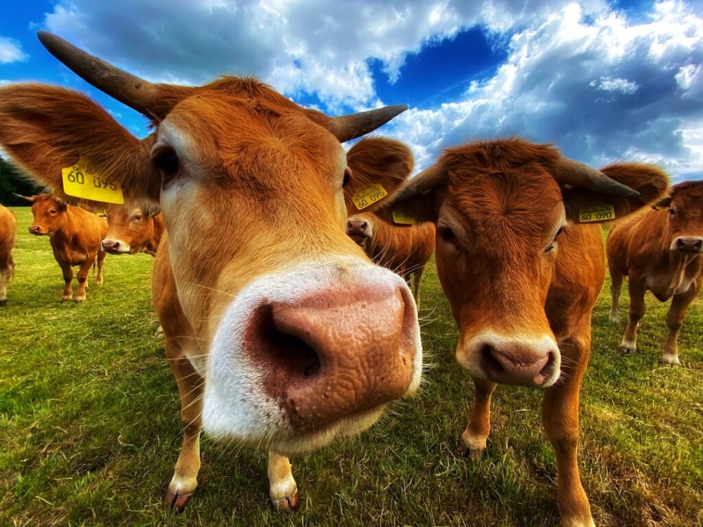 Cows with yellow ear tags graze in a green pasture.