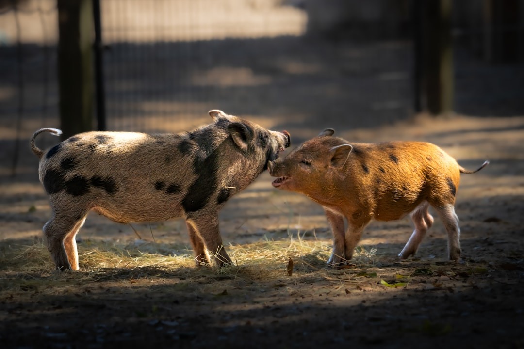 Two spotted piglets touch noses while standing on straw.