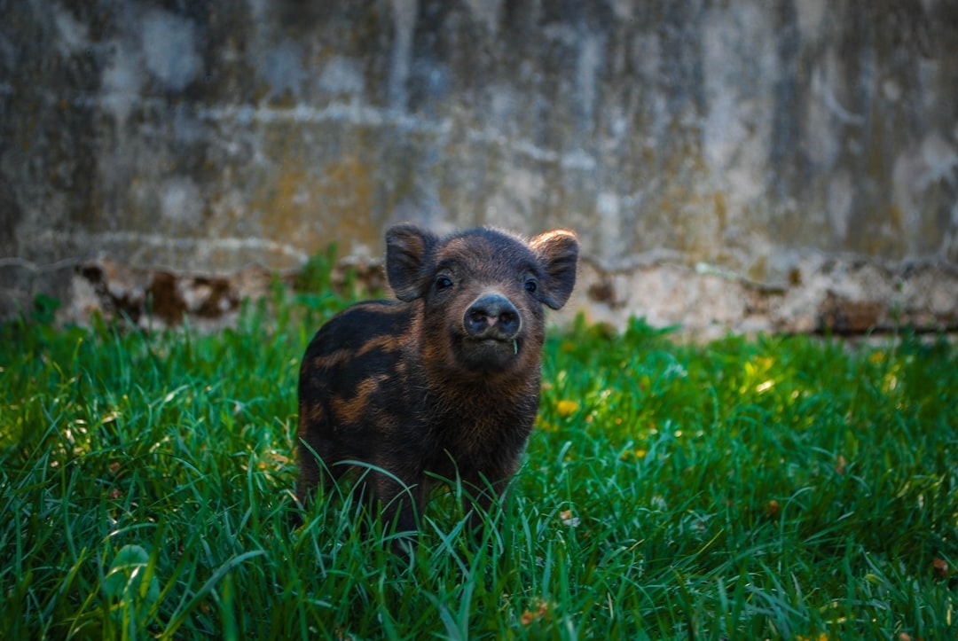 A small piglet stands in bright green grass looking at the camera.