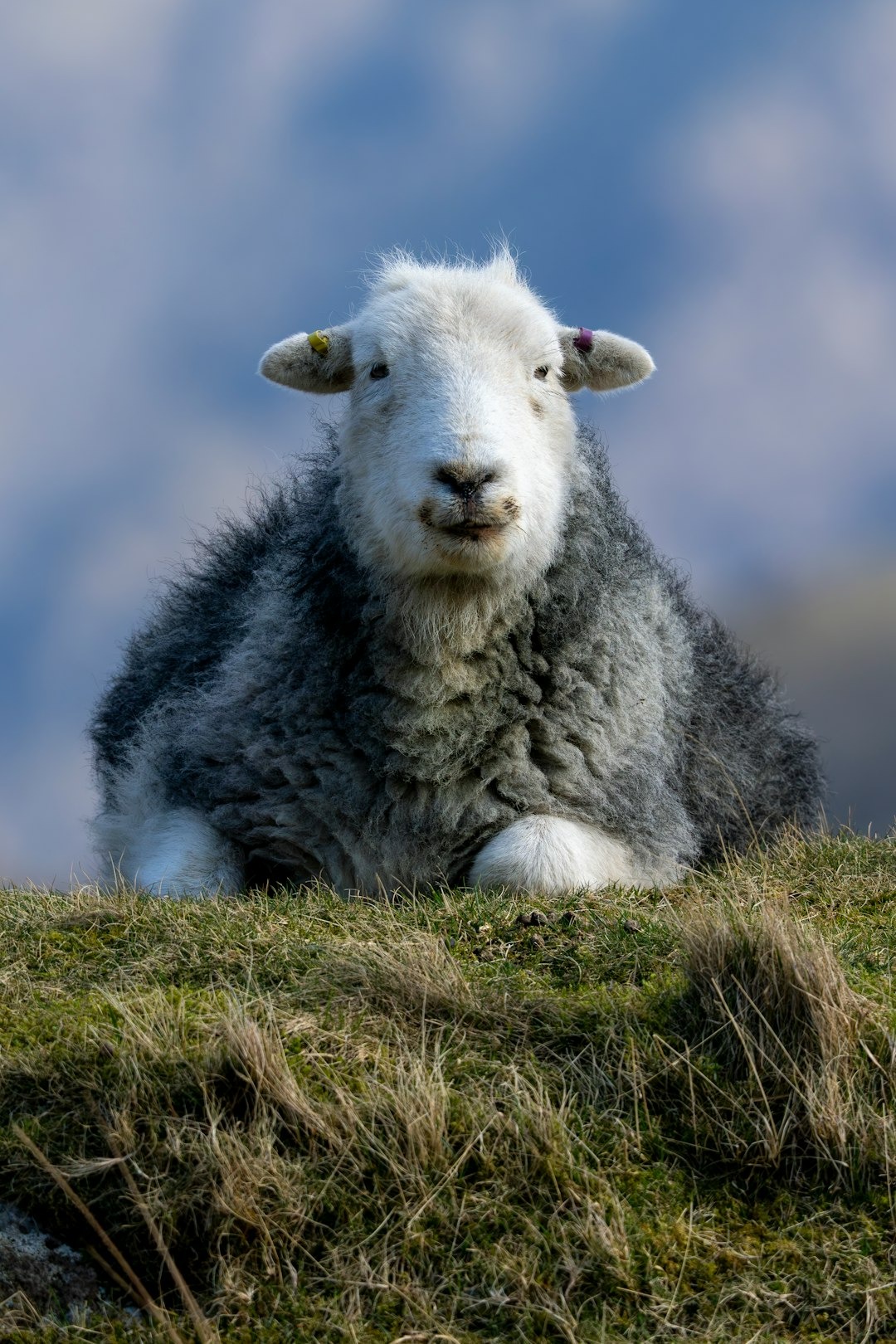Sheep with colourful ear tags resting on green grass.